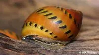 Solsnegl (neritina turrita)